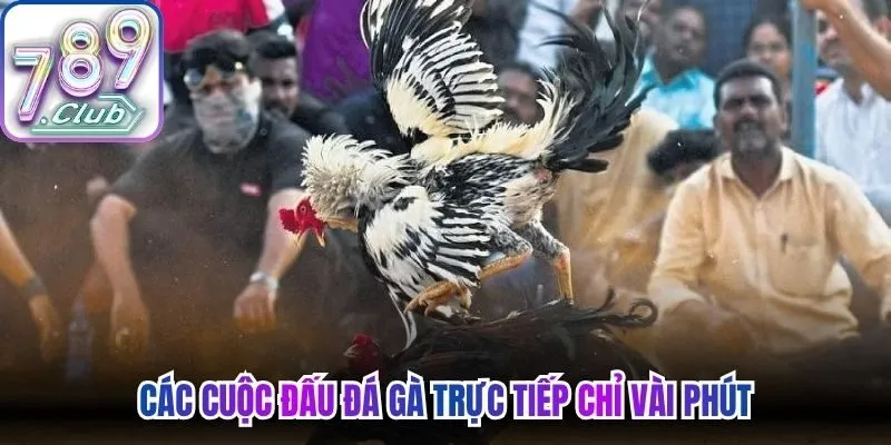 Các cuộc đấu đá gà trực tiếp chỉ vài phút