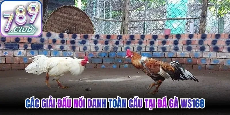 Các giải đấu nổi danh toàn cầu tại đá gà WS168