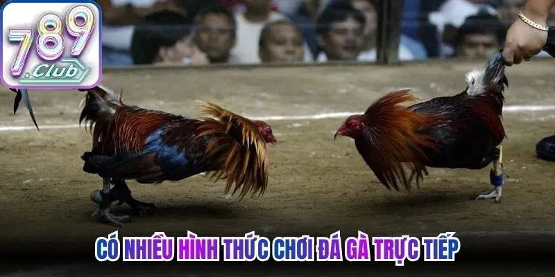 Có nhiều hình thức chơi đá gà trực tiếp