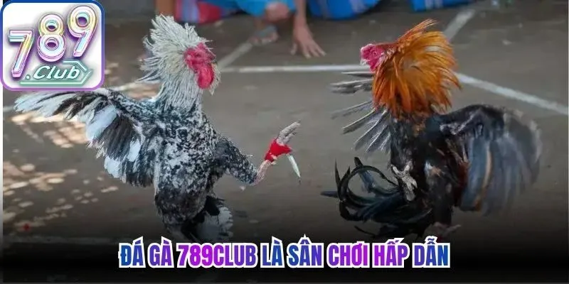 Đá gà 789Club là sân chơi hấp dẫn
