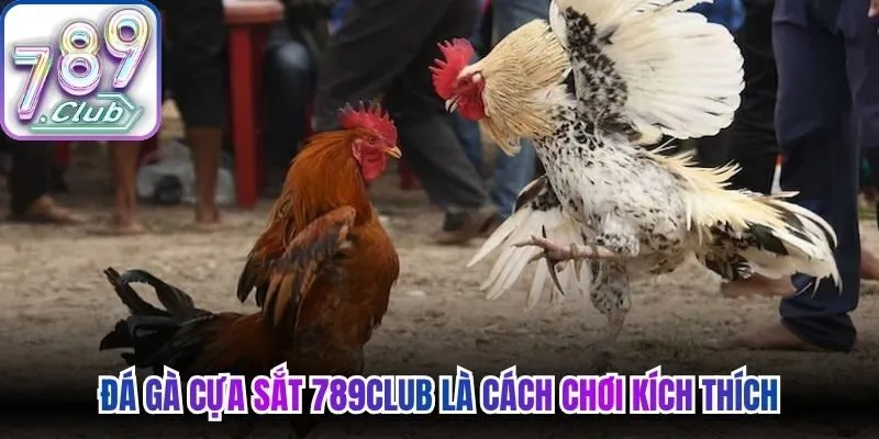 Đá gà cựa sắt 789Club là cách chơi kích thích