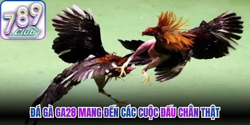 Đá gà GA28 mang đến các cuộc đấu chân thật