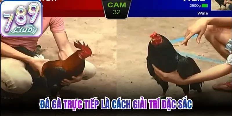Đá gà trực tiếp là cách giải trí đặc sắc