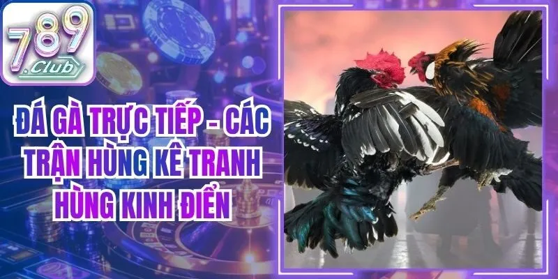 Đá Gà Trực Tiếp - Các Trận Hùng Kê Tranh Hùng Kinh Điển