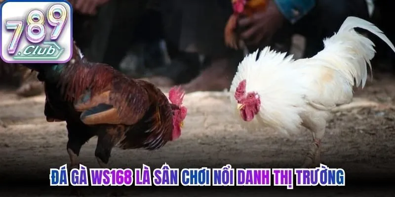 Đá gà WS168 là sân chơi nổi danh thị trường