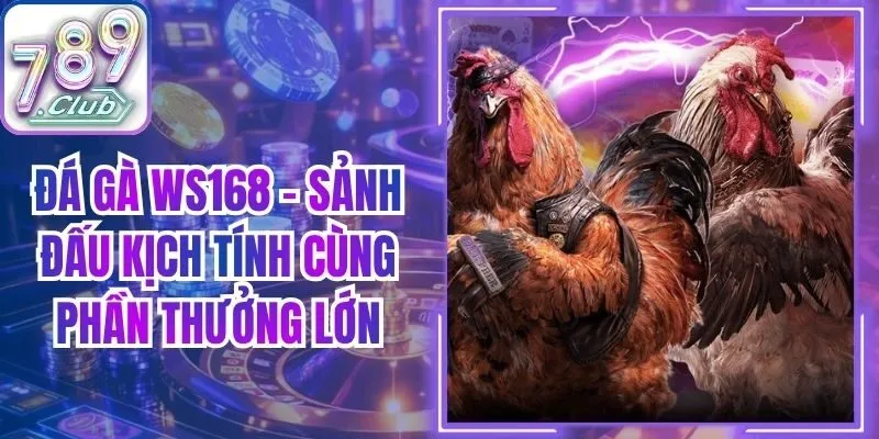 Đá Gà WS168 – Sảnh Đấu Kịch Tính Cùng Phần Thưởng Lớn