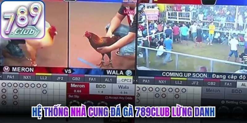 Hệ thống nhà cung đá gà 789Club lừng danh