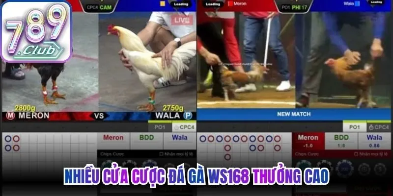 Nhiều cửa cược đá gà WS168 thưởng cao